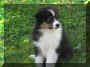 Puppy 4.jpg (34260 bytes)