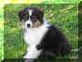 puppy 3.jpg (42402 bytes)